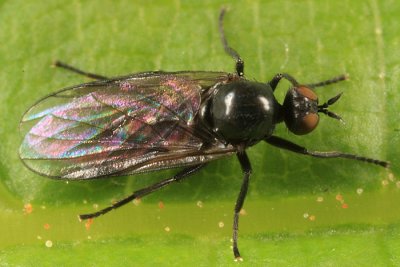 Rhamphomyia sp.