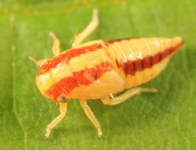 Oncopsis variabilis