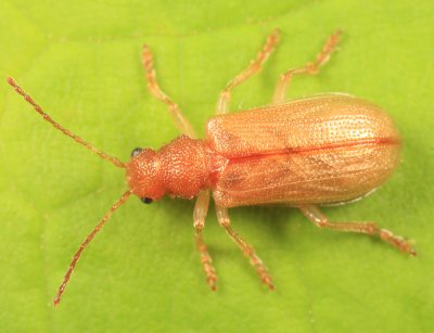 Syneta ferruginea