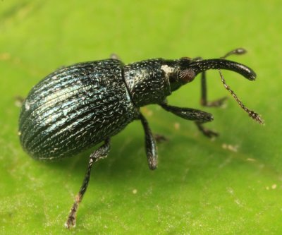 White Clover Weevil - Ischnopterapion virens