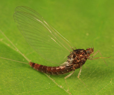 Baetis tricaudatus (female)