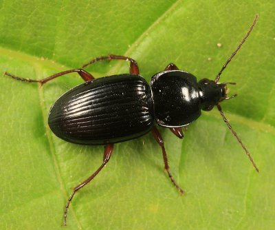 Pterostichus commutabilis