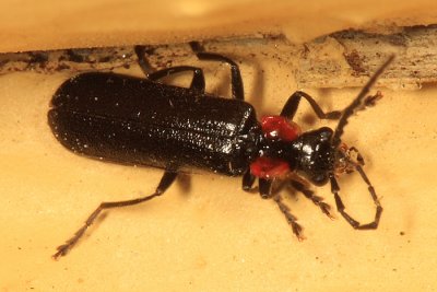 Cantharis tuberculata