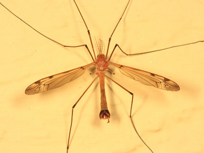 Tipula fuliginosa (male)