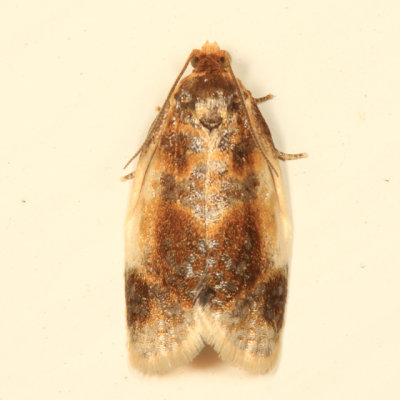 3686 - Black-patched Clepsis Moth - Clepsis melaleucana