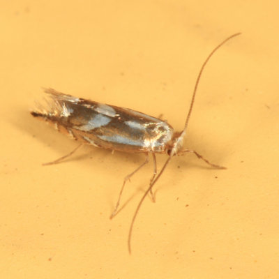 0784 - Phyllonorycter propinquinella