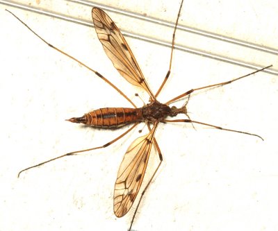 Tipula fuliginosa (female)