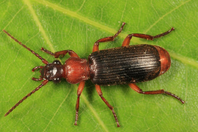 Ground Beetles - Tribe Helluonini