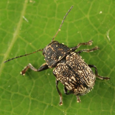 Pachybrachis femoratus