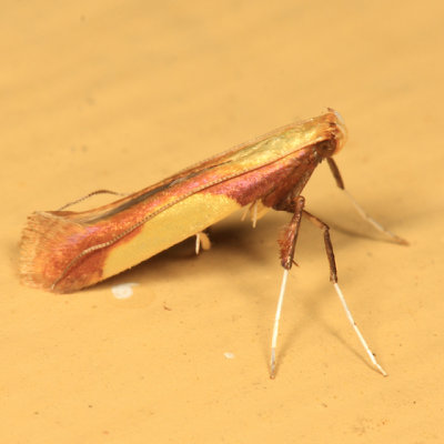 0641 - Caloptilia superbifrontella