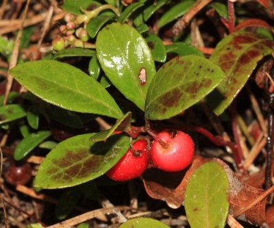 Wintergreen - Gaultheria procumbens