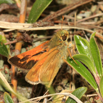 Indian Skipper - Hesperia sassacus