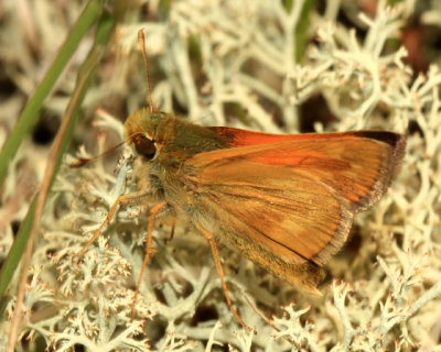 Indian Skipper - Hesperia sassacus