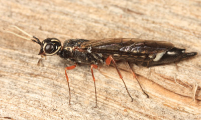 Xiphydriid Wood Wasp - Xiphydriidae