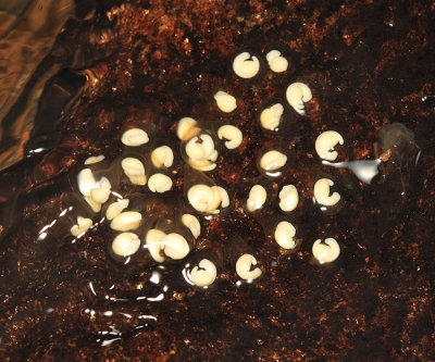 Salamander eggs (Dusky or Two-lined)