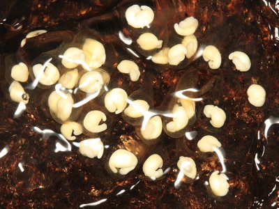 Salamander eggs (Dusky or Two-lined)