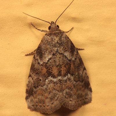 9038 - White-lined Graylet - Hyperstrotia villificans