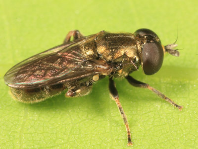 Eumerus sp.