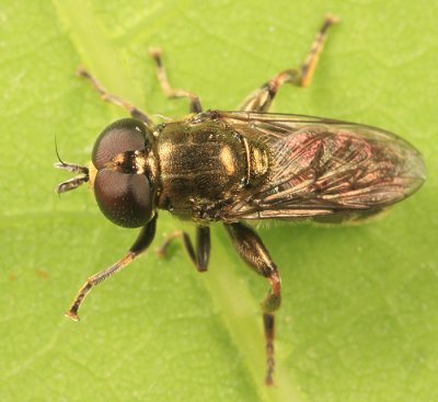 Eumerus sp.