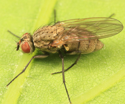  Root-Maggot Fly