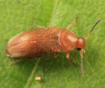 False Flower Beetles - Scraptiidae