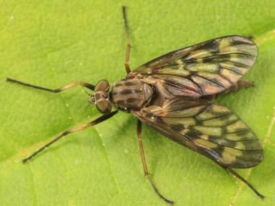 Common Snipe Fly - Rhagio mystaceus