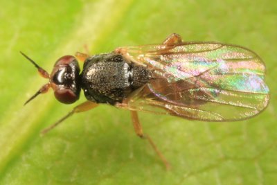 Elachiptera costata