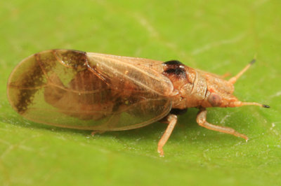 Psylloidea - Liviidae
