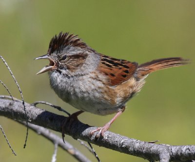 Swamp Sparrow - Melospiza georgiana