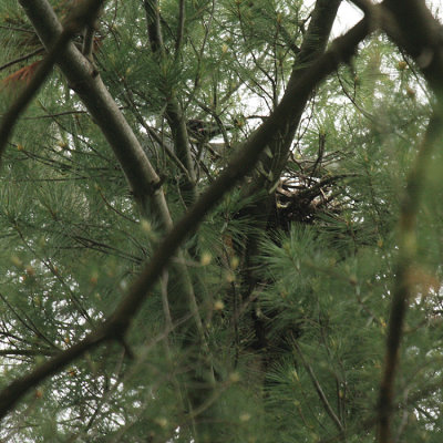 Common Raven (nest) - Corvus corax