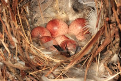 House Wren (nest with eggs) - Troglodytes aedon
