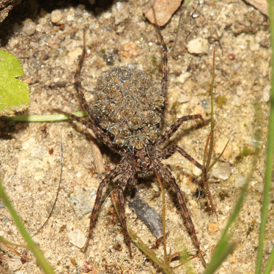 Wolf Spider (carrying young on her back)