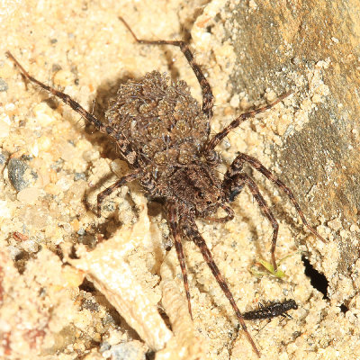 Wolf Spider (carrying young on her back)