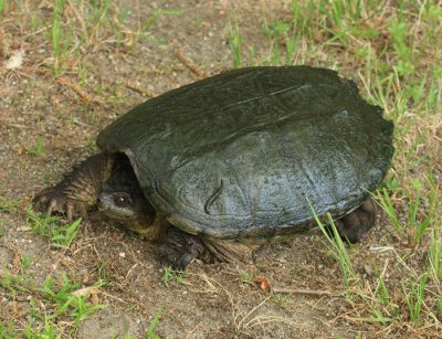 Common Snapping Turtle - Chelydra serpentina