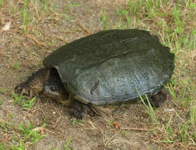 Common Snapping Turtle - Chelydra serpentina