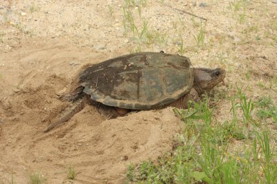Common Snapping Turtle - Chelydra serpentina