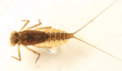 Epeorus pleuralis