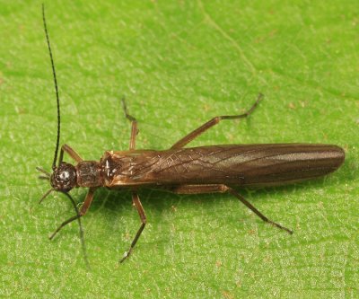Rolled-winged Stoneflies - Leuctridae