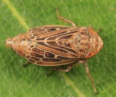 Leafhoppers genus Extrusanus