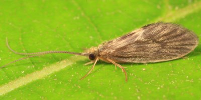 Bizarre Caddisflies - Lepidostomatidae