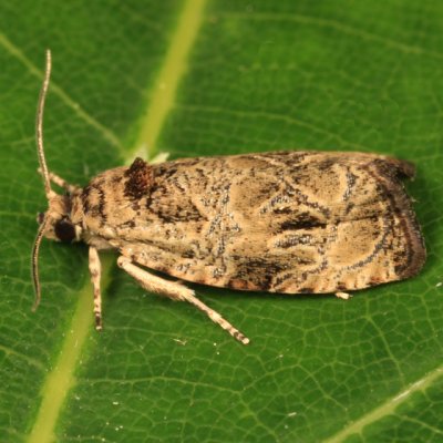 2817 - Raspberry Leafroller Moth - Olethreutes permundana