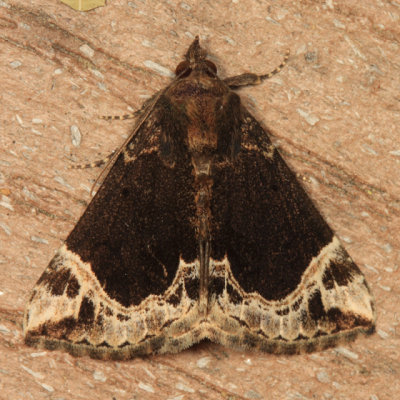 8445 - White-lined Bomolocha - Hypena abalienalis