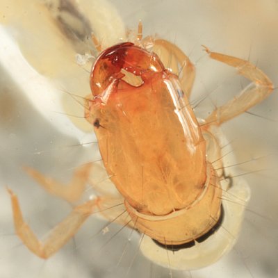 Chimarra sp.