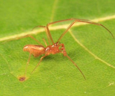 Neospintharus trigonum (male)