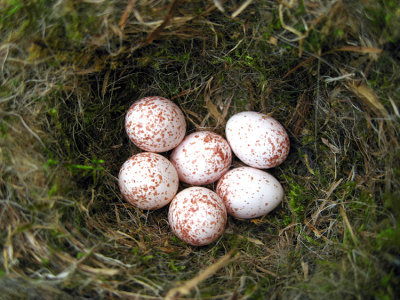 Black-capped Chickadee (nest) - Poecile atricapillus