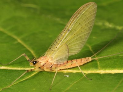 Stenacron interpunctatum (female subimago)