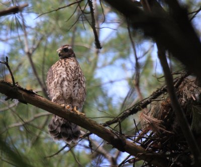 young Northern Goshawk - Accipiter gentilis