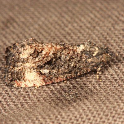 3495 - Dotted Ecdytolopha Moth - Ecdytolopha punctidiscana