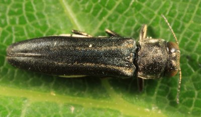 Two-lined Chestnut Borer - Agrilus bilineatus