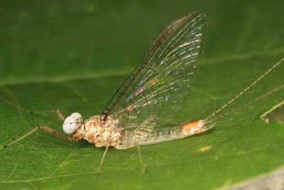 Maccaffertium sp.